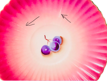 Load image into Gallery viewer, L’Amour Hand Painted